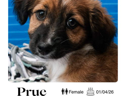 Prue