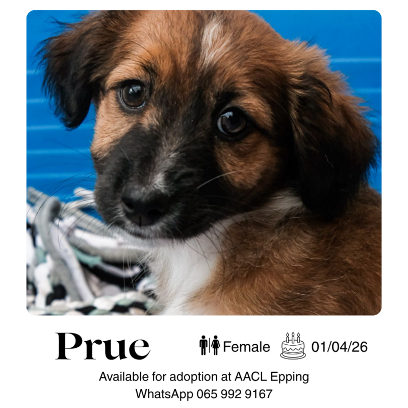 Dogs for Adoption in Cape town – AACL