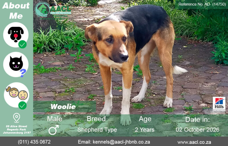 Dogs for Adoption in Johannesburg – AACL